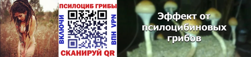 Купить где  Салаир  Псилоцибиновые грибы Magic Shrooms 
